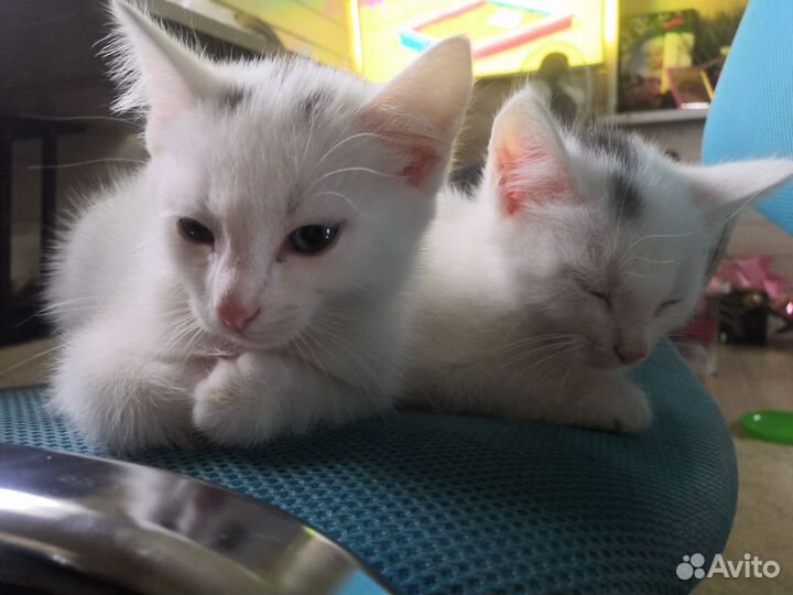 Котята