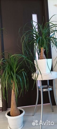 Бокарнея, нолина, бутылочное дерево