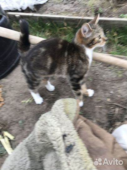 Красивая кошечка