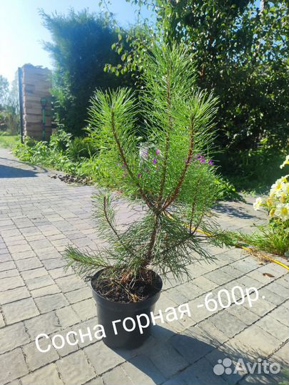 Сосна горная
