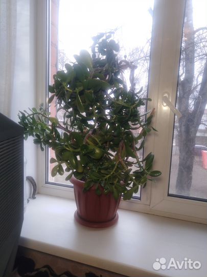 Денежное дерево (толстянка)