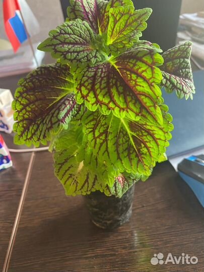 Комнатное растение колеус