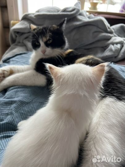 Котенок девочка