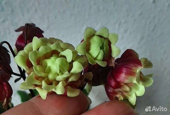 Каланхоэ махровый и другие