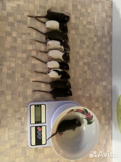 Крысы кормовые