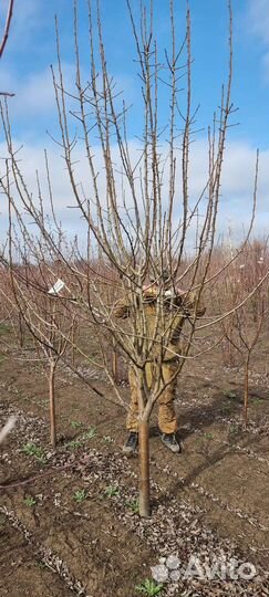 Плодовые деревья и саженцы