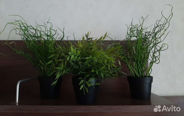 Растение IKEA