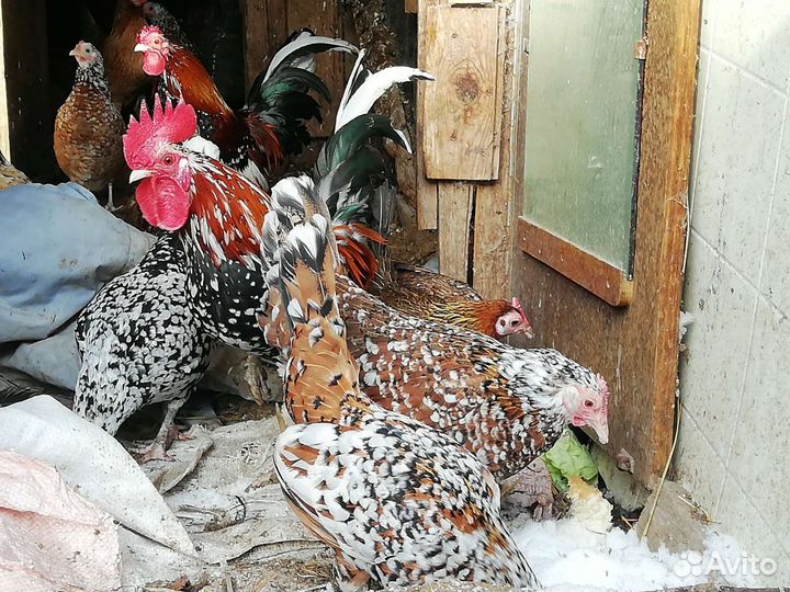 Куры декоративные