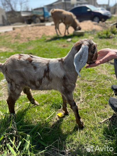 Козлик англо-нубийский