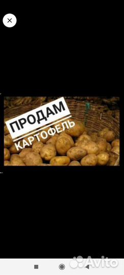 Картофель деревенский