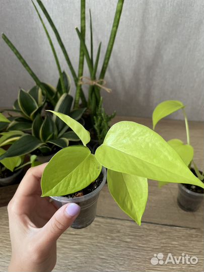 Эпипремнум неон