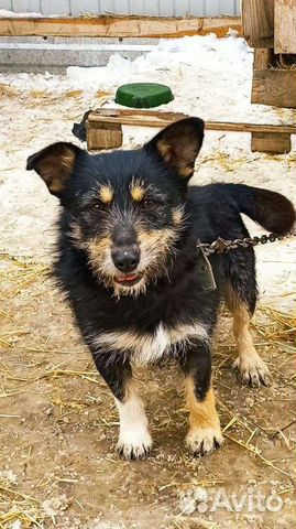 Собака бесплатно