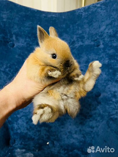 Мини карликовые кролики