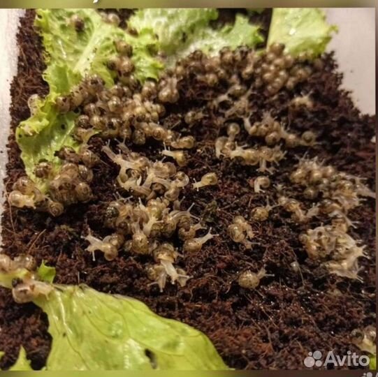 Улитки ахатины бесплатно