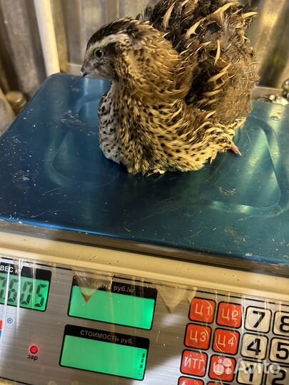 Инкубационное яйцо Подмосковный Белый гигант