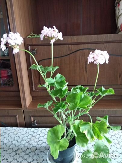 Пеларгония герань