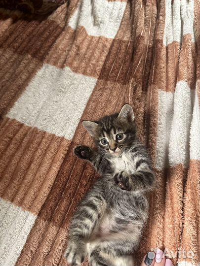 Самые милые Котята