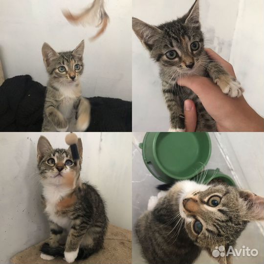 Котята в добрые руки бесплатно