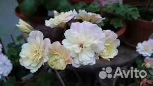 Пеларгония герань