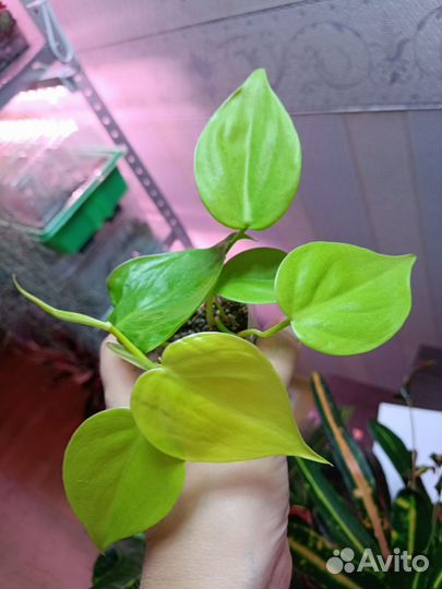 Ароидные 1 Обновлено 30.09