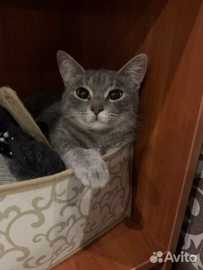 Кошки