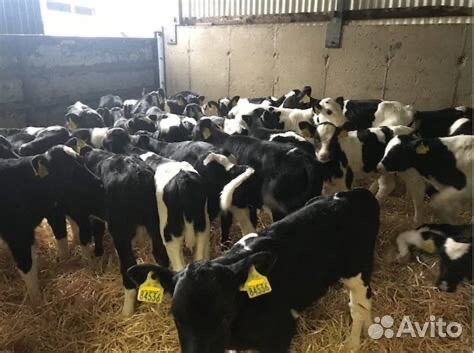 Телята бычки