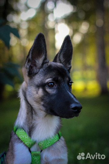 Щенок в добрые руки