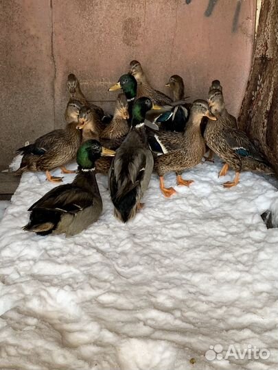 Подсадная утка