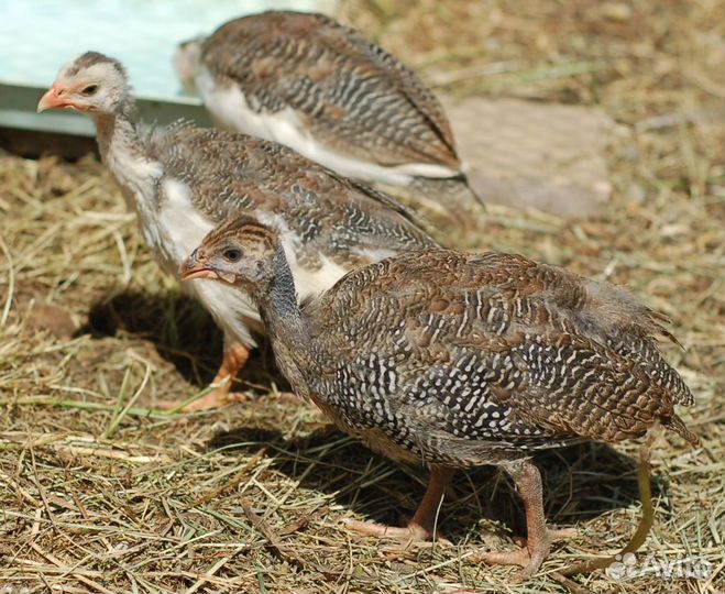 Цесарки. подрощенные 1 мес
