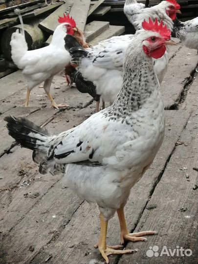 Молодые петухи