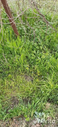 Хмель ризомы