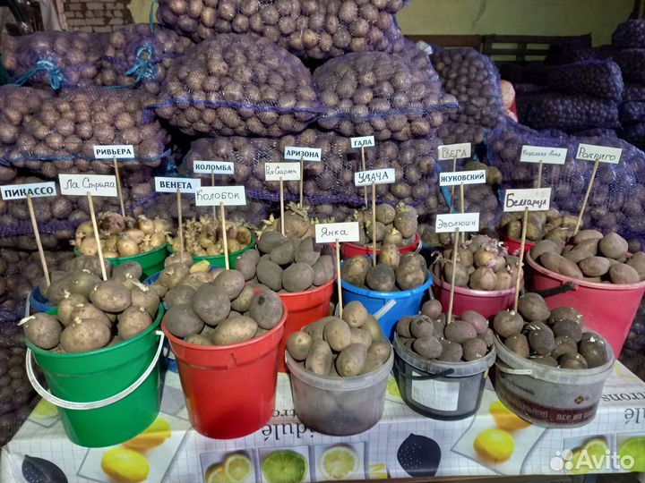 Семенной картофель