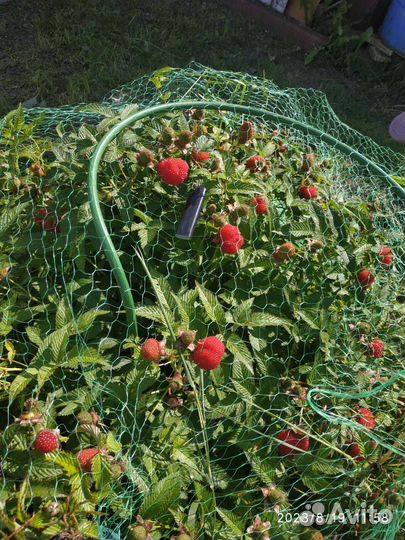 Малина египетская