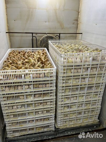 Белый бройлер, цыплята, цветной бройлер, индюки