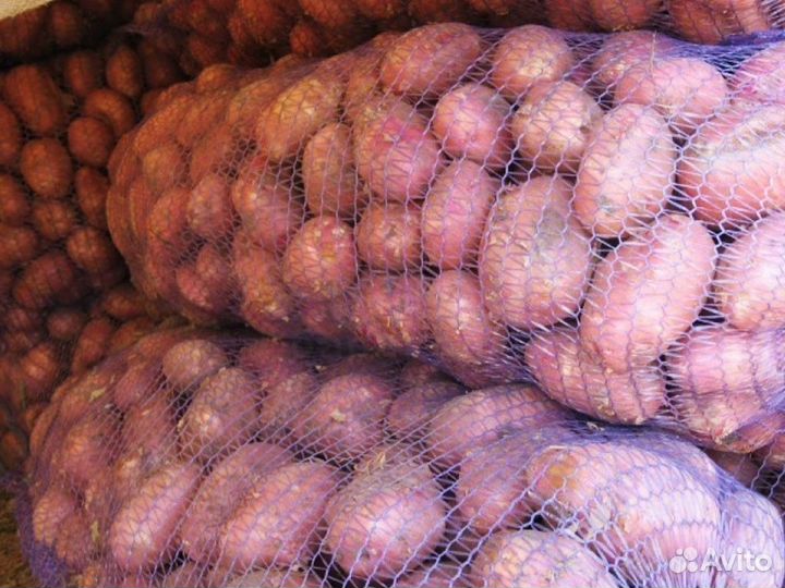 Картофель оптом