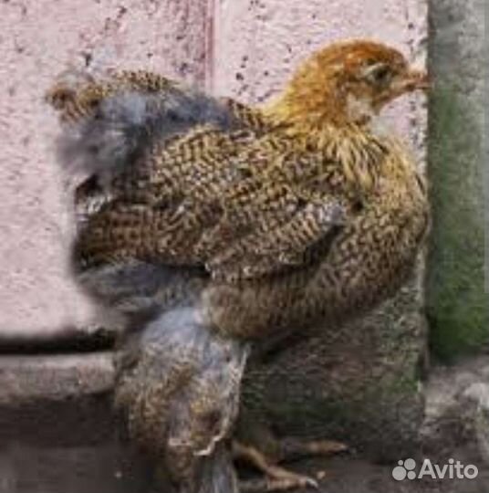 Цыплята и куры брама