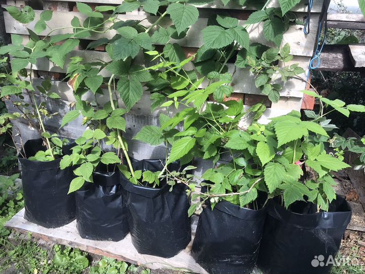 Рассада малины Вольница