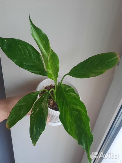 Спатифиллум