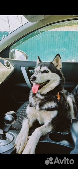 Сибирский хаски