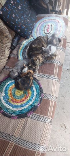 Котята