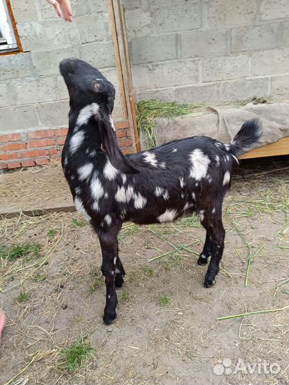 Нубийские козы камори