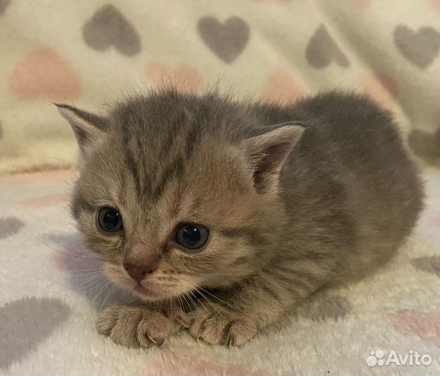 Шотландские котята