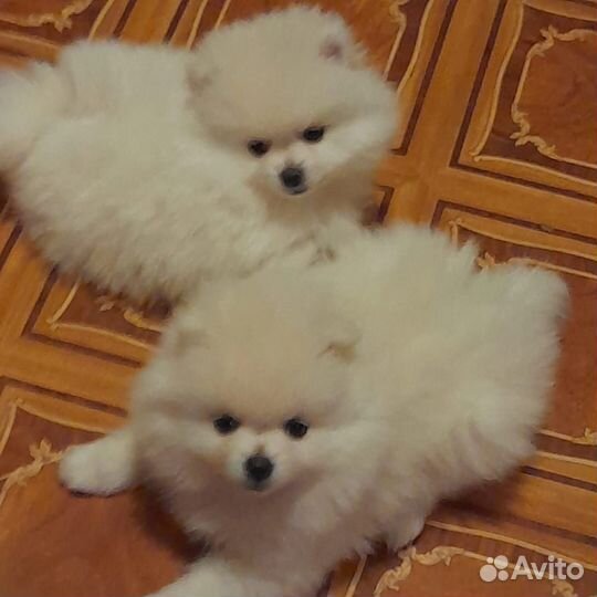 Щенки шпица