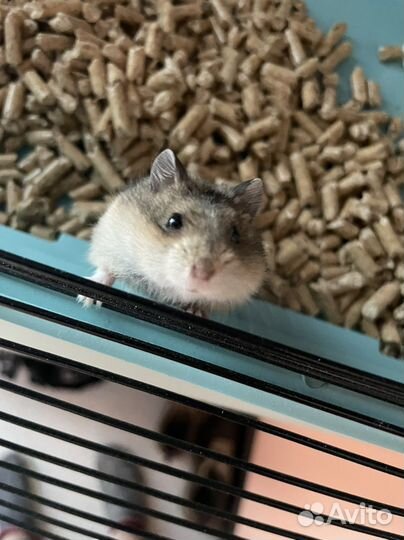 Услуги по передержке домашних животных petsyk