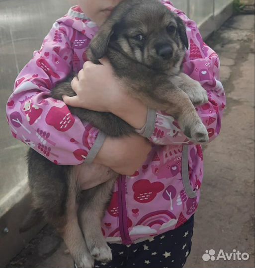 Собака в добрые руки щенок