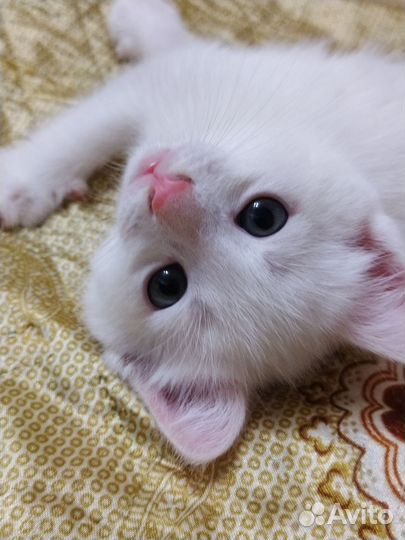 Котята турецкий Ван