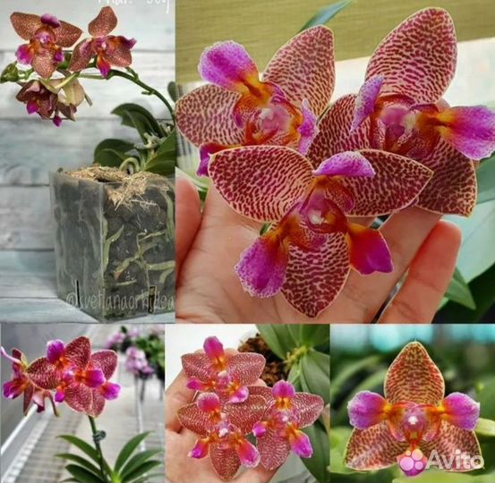 Орхидея фаленопсис