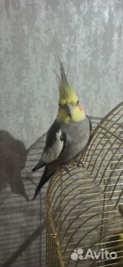 Попугай корелла мальчик