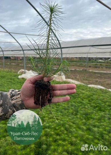Зкс и окс Сосна Ель Лиственница сеянцы Голуб горн