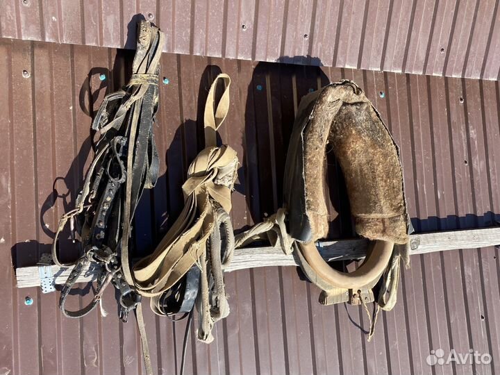 Сбруя для лошади